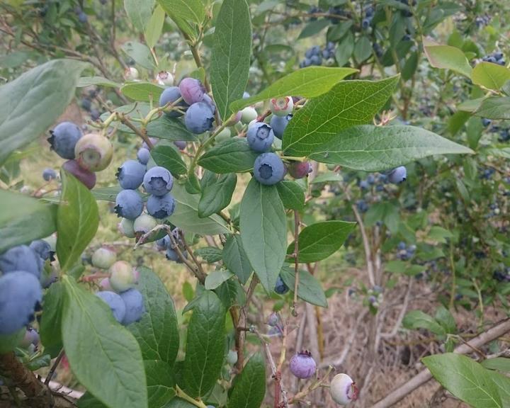 Wassermann Heidelbeeren